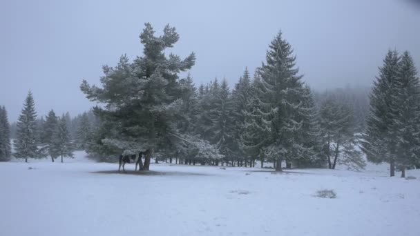 Cavallo Legato Albero Durante Inverno — Video Stock