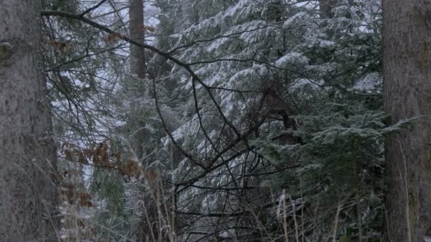 Снежные Хвойные Ветви Сухие Ветви — стоковое видео