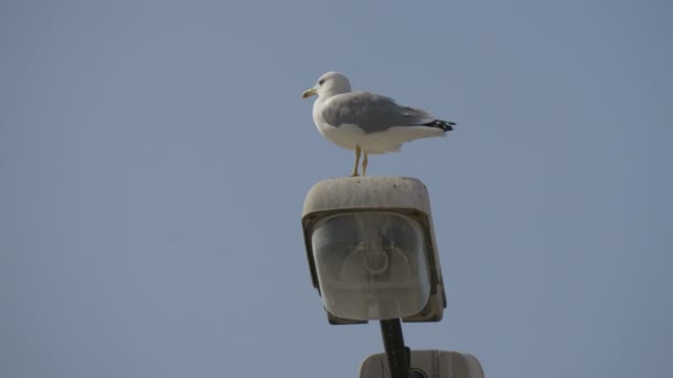 Gaviota Una Luz Calle — Vídeos de Stock