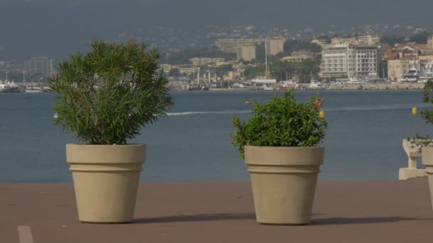 Potted Flowers Shore — Stock Video