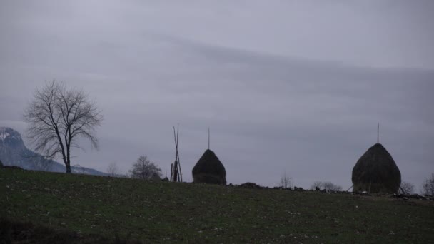 稻草人和田野里的树木 — 图库视频影像