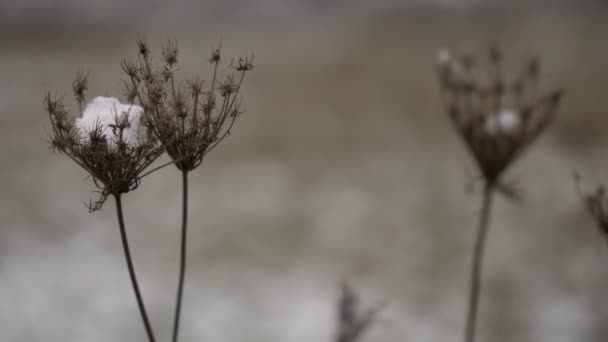 Flor Seca Cubierta Nieve — Vídeos de Stock