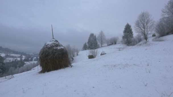 雪地上的海草堆 — 图库视频影像