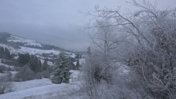 Footage Winter Landscape — Stock Video