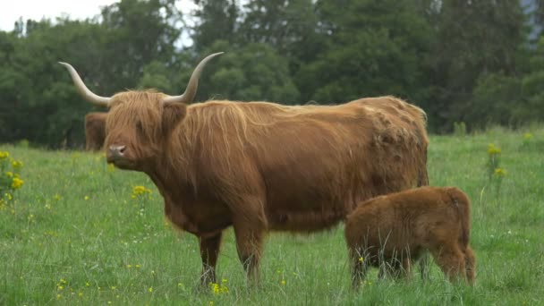 Och Kalv Grön Betesmark — Stockvideo