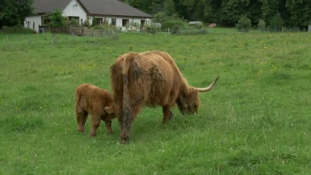 Med Kalv Grön Betesmark — Stockvideo