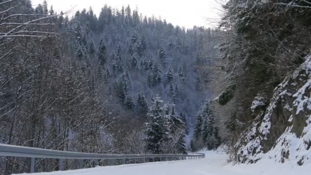 Camino Forestal Cubierto Nieve — Vídeos de Stock