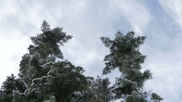 Vista Baixo Ângulo Árvores Coníferas — Vídeo de Stock