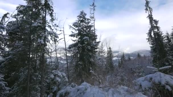 Snowy Fir Trees Mountains — Stock Video
