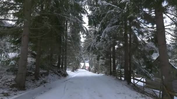 Vista Del Camino Del Bosque Nevado — Vídeos de Stock