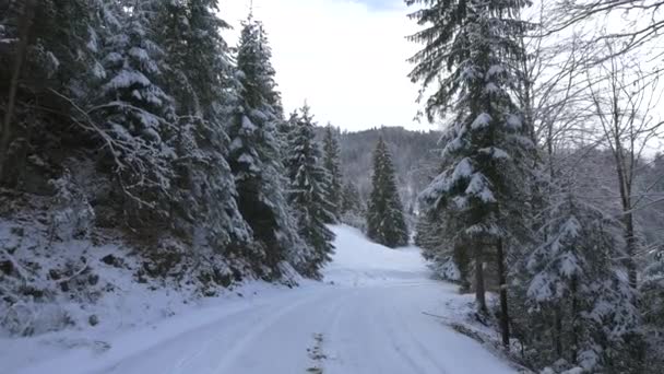 Camino Nevado Pasando Por Bosque — Vídeos de Stock