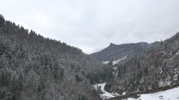 Forêt Conifères Hiver — Video