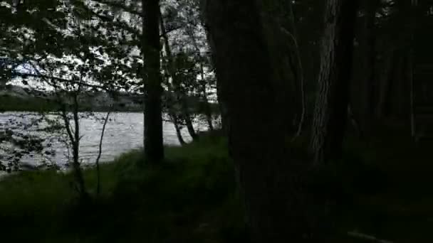 湖滨的森林 — 图库视频影像