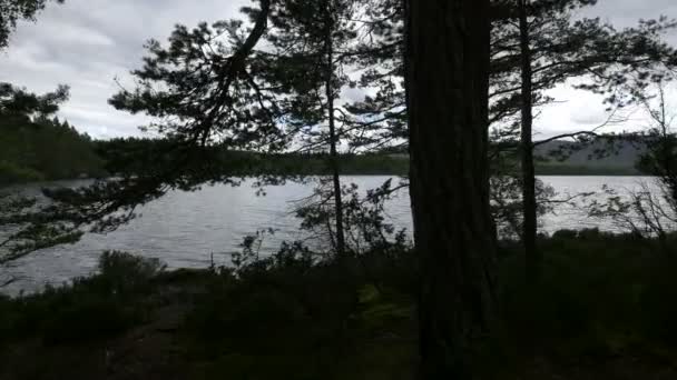 Lac Bord Une Forêt — Video