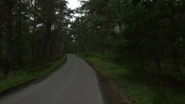 Straße Wald — Stockvideo