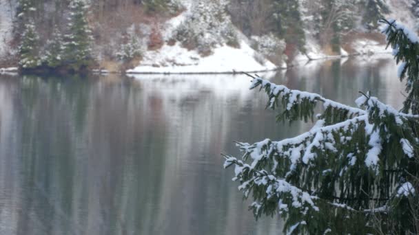 Ramas Abeto Cubiertas Nieve — Vídeos de Stock