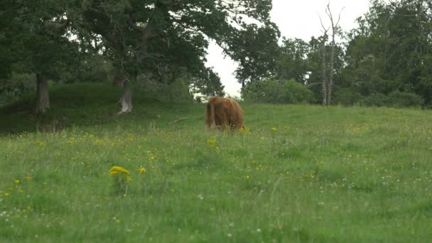 Uma Vaca Pastando Campo — Vídeo de Stock