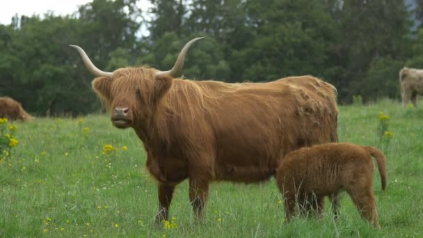 Highland Kalf Koe Een Akker — Stockvideo