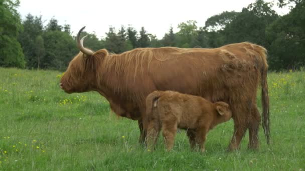Uma Vaca Bezerro Pasto Verde — Vídeo de Stock