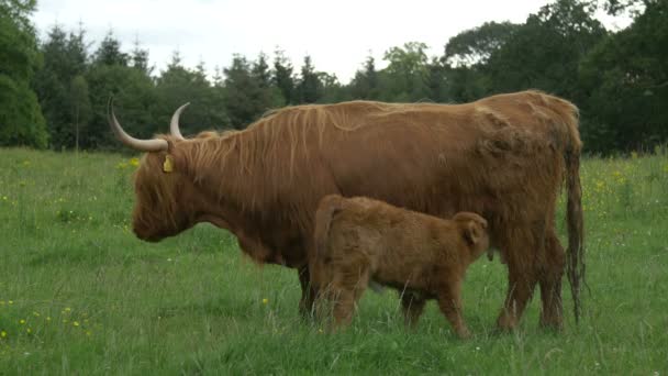 Veau Écossais Des Highlands Vache Sur Champ — Video