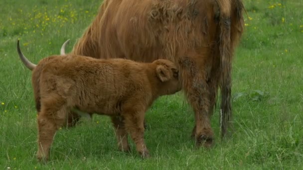 Bezerro Alimentado Por Uma Vaca Escocesa Highland — Vídeo de Stock
