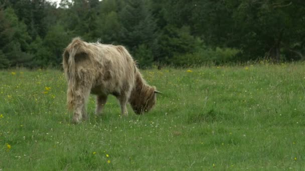 Veau Écossais Des Highlands Sur Champ — Video