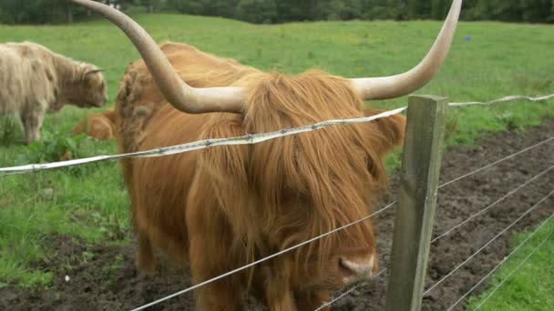 Schottische Hochlandrinder Auf Einer Grünen Wiese — Stockvideo