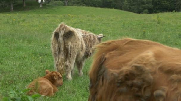 Schottische Hochlandrinder Auf Einer Grünen Weide — Stockvideo