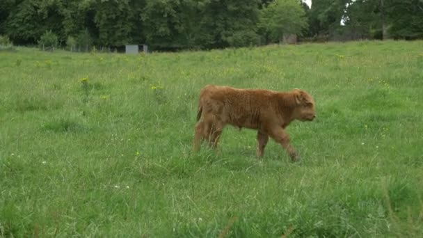 Kalb Und Kuh Schottischen Hochland — Stockvideo