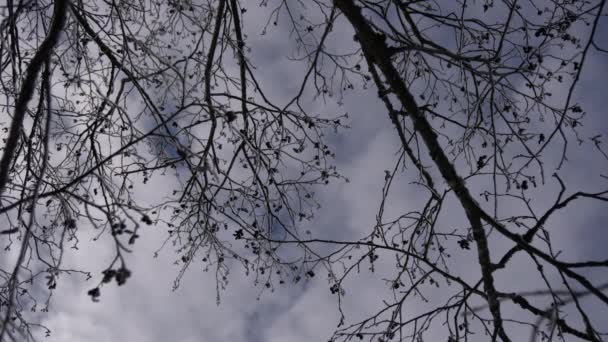 Πλάνα Από Μαραμένα Κλαδιά Δέντρων — Αρχείο Βίντεο