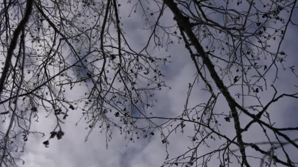 Imagens Galhos Árvores Murchas — Vídeo de Stock