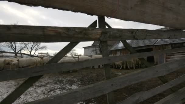 Schafherde Einem Schafstall Rumänien — Stockvideo