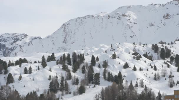 Abetos Neve Nas Montanhas — Vídeo de Stock