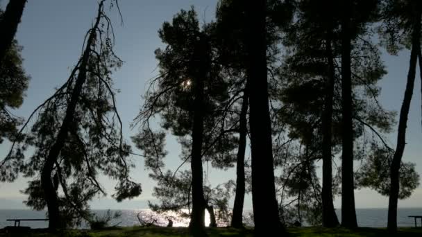 水边的树 — 图库视频影像