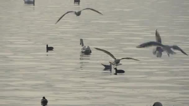 天鹅和海鸥在水面上的近景 — 图库视频影像