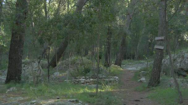 Árvores Uma Floresta — Vídeo de Stock