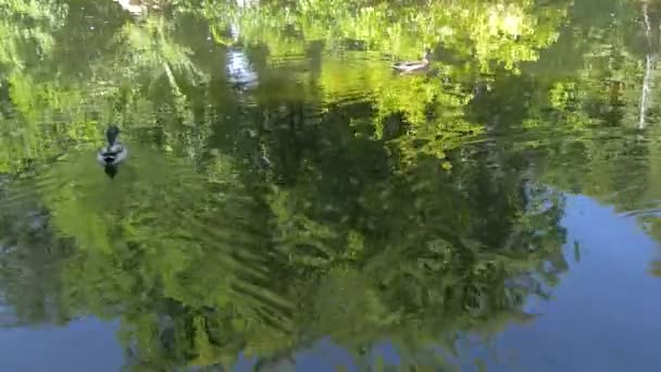 Enten Schwimmen Einem See — Stockvideo