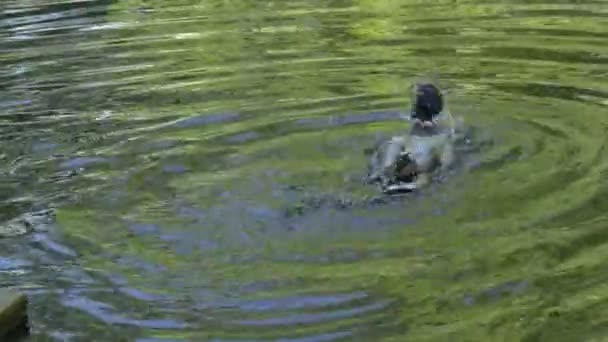 Canard Colvert Dans Lac — Video