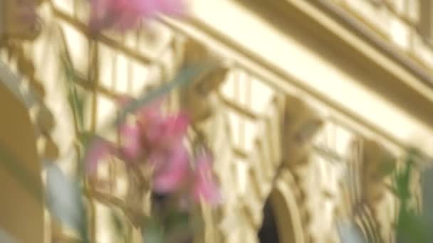 Rack Foco Entre Flores Edifício — Vídeo de Stock