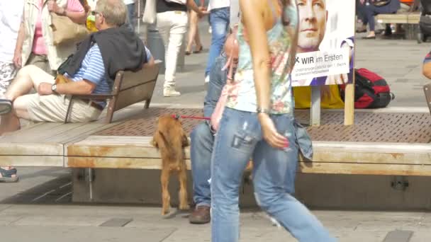 Homem Com Cão Sentado Banco — Vídeo de Stock