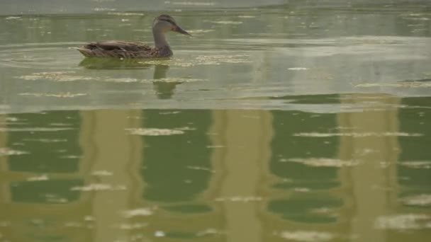 Pato Uma Lagoa Perto — Vídeo de Stock