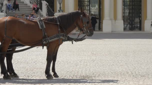 Caballos Marrones Una Ciudad — Vídeo de stock