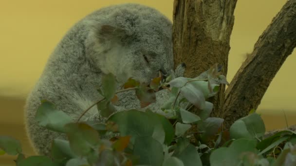 Koala Dorme Uma Árvore — Vídeo de Stock