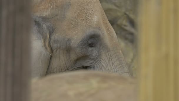 Fechar Elefante Comendo Feno — Vídeo de Stock