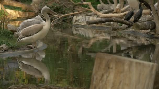 Vogels Die Bij Het Water Zitten — Stockvideo