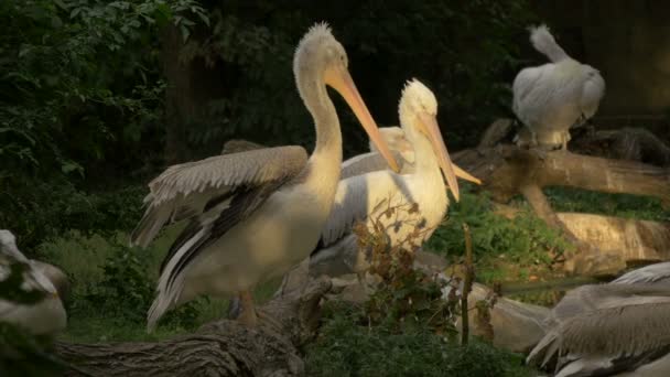 Pelicanen Die Hun Veren Schoonmaken — Stockvideo