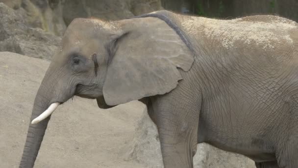 Elefante Comendo Feno Viena Áustria — Vídeo de Stock