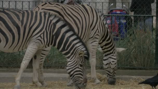 Cebras Zoológico Schonbrunn — Vídeos de Stock