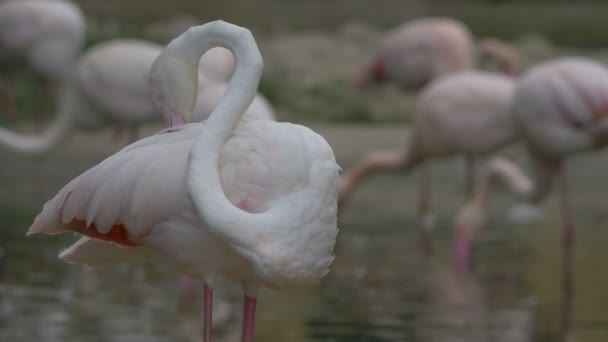 Flamingo Limpando Suas Penas — Vídeo de Stock