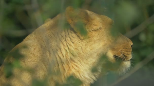 Primo Piano Una Leonessa Masai Mara — Video Stock